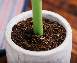 Tactile Turn - Sprout (Seasonal Release) - KOHEZI